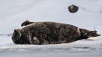 Saimaa ringed seal (Pusa hispida saimensis) sleeping on ice, one of around 410 individuals of this endemic species remaining. Lake Saimaa, Finland. May 2019.