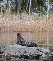 Saimaa ringed seal (Pusa hispida saimensis) hauled out on rock, one of around 410 individuals of this endemic species remaining. Lake Saimaa, Finland. May 2019.