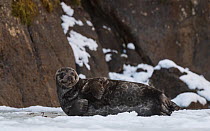 Saimaa ringed seal (Pusa hispida saimensis) hauled out on ice, one of around 410 individuals of this endemic species remaining. Lake Saimaa, Finland. May 2019.