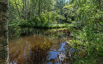 River through woodland. Rutajoki, Leivonmaki National Park, Finland. June 2019.