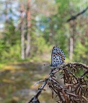 Chequered blue (Scolitantides orion) butterfly resting on branch in woodland. Lappeenranta, South Karelia, Finland. June.