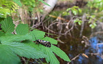 Spotted caddis fly (Semblis phalaenoides). Joutsa, Central Finland. June.