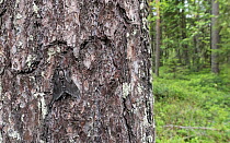 Pine hawk-moth (Sphinx pinastri), newly emerged adult on tree trunk. Jyvaskyla, Central Finland. June.