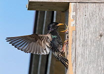 European starling (Sturnus vulgaris) feeding Insect to chick in bird box. Pargas, Aboland, Finland. May.