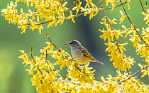 Barred warbler (Sylvia nisoria) male perched in tree, surrounded by yellow flowers. Pargas, Aboland, Finland. May.