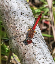 Ruddy darter dragonfly (Sympetrum sanguineum) male resting on tree trunk. Helsinki, Finland. August.