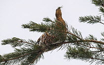Capercaillie (Tetrao urogallus) female eating Pine needles, perched on branch. Finland. March.