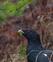 Capercaillie (Tetrao urogallus) male eating Pine needles. Jyska, Central Finland. January.