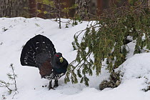 Capercaillie (Tetrao urogallus) male eating Pine needles in snow. Joutsa, Central Finland. March.