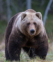 Brown bear (Ursus arctos) male, portrait. Martinselkonen, Kainuu, Finland. June.