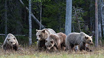 Brown bear (Ursus arctos) female and cubs at woodland edge. Martinselkonen, Kainuu, Finland. June.