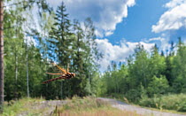 Brown hawker dragonfly (Aeshna grandis) flying through forest near a track. Jyvaskyla, Central Finland. July.