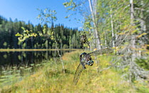 Common hawker dragonfly (Aeshna juncea) caught in Spider web. Lake and forest in background. Isojarvi National Park, Central Finland. August 2019.