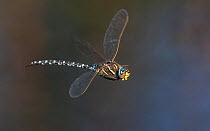 Common hawker dragonfly (Aeshna juncea) male in flight. Central Finland. September.