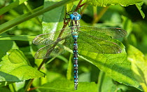 Green hawker dragonfly (Aeshna viridis) male. Li, Northern Ostrobothnia, Finland. August.