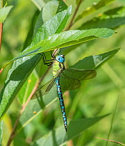 Green hawker dragonfly (Aeshna viridis) male. Li, Northern Ostrobothnia, Finland. August.