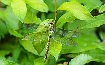 Green hawker dragonfly (Aeshna viridis) female. Li, Northern Ostrobothnia, Finland. August.