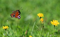 Peacock butterfly (Aglais io) flying over flowers. Finland. August.
