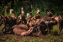 African wild dogs (Lycaon pictus) feed on a waterbuck in Gorongosa National Park, Mozambique. These individuals are part of the second pack of wild dogs to be reintroduced to the park since the end of...