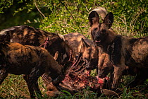 African wild dogs (Lycaon pictus) feed on a waterbuck in Gorongosa National Park, Mozambique. These individuals are part of the second pack of wild dogs to be reintroduced to the park since the end of...