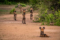 African wild dogs (Lycaon pictus) Gorongosa National Park, Mozambique. These individuals are part of the first pack of wild dogs to be reintroduced to the park since the end of the Mozambican Civil Wa...