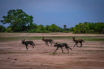 African wild dogs (Lycaon pictus) fitted with tracking collar, running in National Park, Mozambique,part of the first pack to be reintroduced to the park since the end of the Mozambican Civil War, whi...