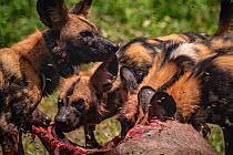 African wild dogs (Lycaon pictus) feeding on a waterbuck in Gorongosa National Park, Mozambique. These individuals are part of the second pack of wild dogs to be reintroduced to the park since the end...