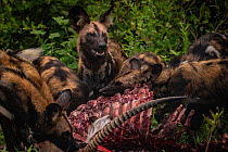 African wild dogs (Lycaon pictus) feeding on a waterbuck in Gorongosa National Park, Mozambique. These individuals are part of the second pack of wild dogs to be reintroduced to the park since the end...