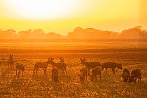 African wild dogs (Lycaon pictus) at sunset, These individuals are part of the first pack of wild dogs to be reintroduced to the park since the end of the Mozambican Civil War, which wiped out more th...
