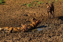 African wild dogs (Lycaon pictus) walowing in mud, Gorongosa National Park, Mozambique. These individuals are part of the first pack of wild dogs to be reintroduced to the park since the end of the Mo...