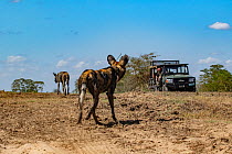 An endangered African wild dog, or painted wolf (Lycaon pictus) watching filmmaker Brett Kuxhausen in Gorongosa National Park, Mozambique. These individuals are part of the first pack of wild dogs to...