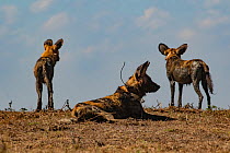 African wild dogs (Lycaon pictus) Gorongosa National Park, Mozambique. These individuals are part of the first pack of wild dogs to be reintroduced to the park since the end of the Mozambican Civil Wa...