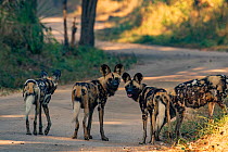 African wild dogs (Lycaon pictus) stand on the road in Gorongosa National Park, Mozambique, part of the first pack of wild dogs to be reintroduced to the park since the end of the Mozambican Civil War...