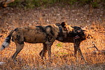 AAfrican wild dogs (Lycaon pictus) fitted with tracking collar, greeting, Gorongosa National Park, Mozambique, part of the first pack to be reintroduced to the park since the end of the Mozambican Civ...