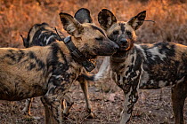 African wild dogs (Lycaon pictus) fitted with tracking collar, Gorongosa National Park, Mozambique. part of the first pack to be reintroduced to the park since the end of the Mozambican Civil War, whi...