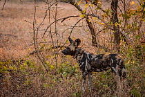 African wild dog (Lycaon pictus) fitted with tracking collar, Gorongosa National Park, Mozambique, one of the first pack to be reintroduced to the park since the end of the Mozambican Civil War, which...