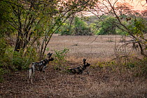 African wild dogs (Lycaon pictus) fitted with tracking collar, Gorongosa National Park, Mozambique, partof the first pack to be reintroduced to the park since the end of the Mozambican Civil War, whic...