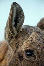 Moose (Alces alces), close up of ear and eye. Biebrza National Park, Poland. April.