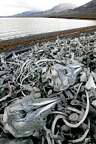Beluga whale (Delphinapterus leucas) skulls and skeletons from a period of intense hunting in the 1920s and 1930s. Bellsundet, South Spitsbergen National Park, Svalbard, Norway. July 2003.