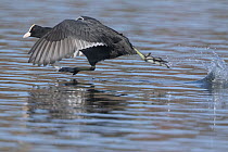 Coot (Fulica atra) taking off from water. Oslo, Norway. April.