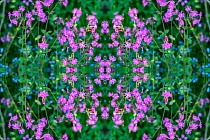 Red campion (Silene dioica) and Forget-me-nots (Myosotis sylvatica). Kaleidoscopic montage.