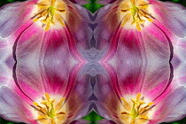 Kaleidoscopic montage of a tulip. London, UK.