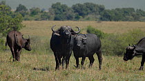 African buffalo (Syncerus caffer) herd with yellow-billed oxpeckers (Buphagus africanus), Maasai Mara National Reserve, Kenya.