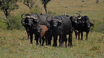 African buffalo (Syncerus caffer) herd with a young calf and yellow-billed oxpeckers (Buphagus africanus), Maasai Mara National Reserve, Kenya.