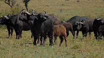 African buffalo (Syncerus caffer) herd with a young calf and yellow-billed oxpeckers (Buphagus africanus), Maasai Mara National Reserve, Kenya.