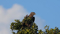 Brown snake eagle (Circaetus cinereus) taking off from top of a tree, Maasai Mara National Reserve, Kenya.