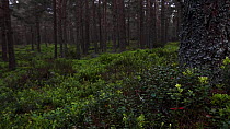 Blaeberry (Vaccinium myrtillus) on the forest floor, Abernethy Forest, Cairngorms National Park, Scotland.