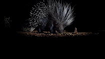 Cape porcupine (Hystrix africaeaustralis) expanding its quills in a response to danger while feeding, Hoedspruit, South Africa.