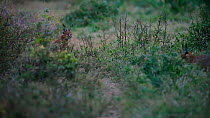 Two Caracals (Caracal caracal) emerging from thick bush at dusk, Kariega Game Reserve, Eastern Cape Province, South Africa.