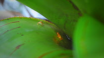 Pair of Golden / Bebbe's rocket frog (Anomaloglossus beebei) sitting in Giant tank bromeliads (Brocchinia micrantha), Kaieteur Falls, Kaieteur National Park, Essequibo, Guyana, South America.